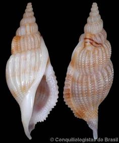 two seashells are shown side by side on a black background