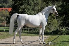 a white horse standing on top of a dirt road