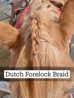 a close up of a horse's head with the words dutch forelock braid