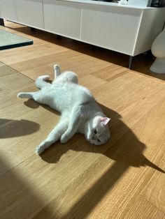 a white cat is laying on the floor