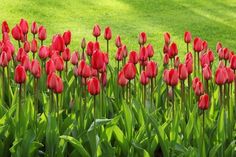 many red tulips are growing in the grass