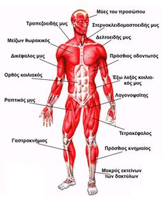 the muscles are labeled in red and there is also an image of their corresponding parts