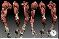 an image of the muscles and their functions in this video game, which shows how they are