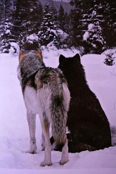 two wolfs are standing in the snow with their backs to each other