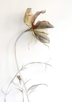 a dried flower on a white background