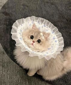 a cat with a plastic cone on its head