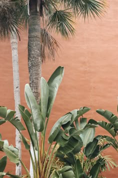 palm trees and other tropical plants in front of a brown wall with red paint on it