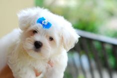 a small white dog with a blue bow on its head