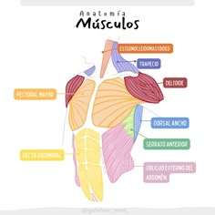 the muscles are labeled in different colors