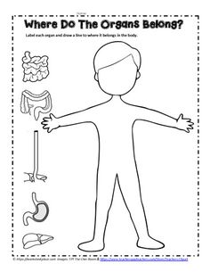 an image of a person with the words where do the organs belong?