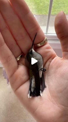 a small bird sitting on the palm of someone's hand in front of a window