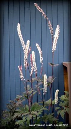 some white flowers are in front of a blue wall