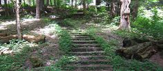 a set of steps in the woods leading to trees