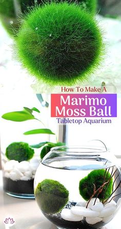 an aquarium with moss in it and the text how to make a marmo moss ball tabletop aquarium