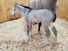 a baby horse standing next to an adult horse