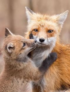 two foxes are playing with each other outside