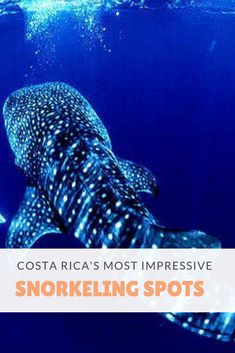 a whale swimming in the ocean with text overlay that reads costa ricas most impressive snorkeling spots