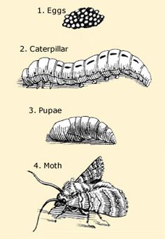 the stages of an insect's life cycle, including eggs and caterpillars