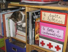 a cat sitting on top of a book shelf