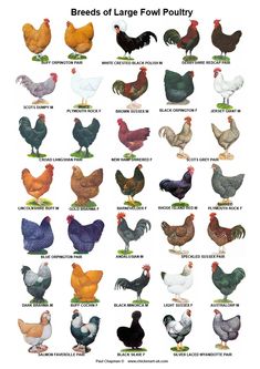 a large poster with many different types of chickens