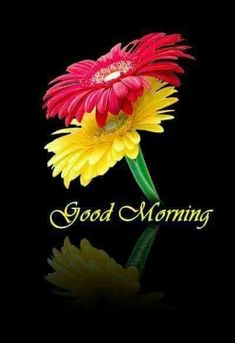 a red and yellow flower with the words good morning