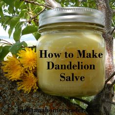 How to make homemade dandelion salve- Montana Homesteader Dandelion Salve, Magia Das Ervas, Natural Healing Remedies, Diy Remedies, Natural Foods, Natural Therapy, Natural Diy, Natural Home Remedies