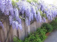 purple flowers growing on the side of a wooden fence