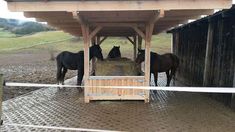 three horses are eating hay from a trough