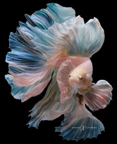 a siamese fish with blue, pink and white feathers