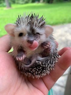 a small hedgehog sitting on top of someone's hand with its tongue out