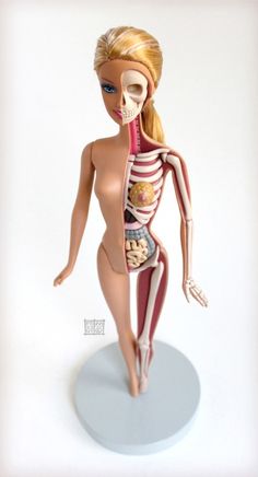 a female mannequin with the skeleton and muscles visible in it's body