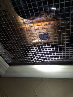 a dog in a cage looking at the camera through it's mesh screen door