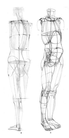 three different views of the human body, each with its own arm and shoulder muscles