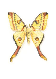 a yellow and brown butterfly on a white background