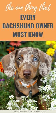 a dachshund dog sitting in flowers with the words, the one thing that every