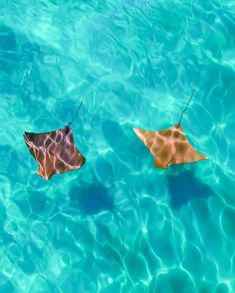 two brown and tan sting rays swimming in clear blue water