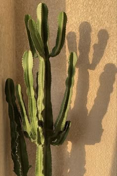 a cactus casts a shadow on the wall