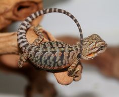 a small gecko sitting on top of a piece of wood