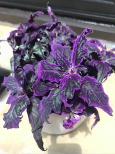 purple and green leaves in a white bowl