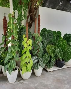 several potted plants are lined up on the ground