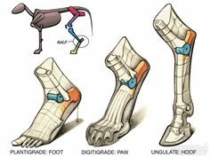 an image of different types of foot and ankle bones in various stages of development, from the earliest to the end of the 20th century