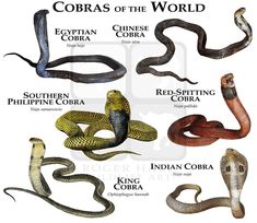 cobras of the world poster