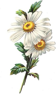 two white daisies with green leaves are shown in this drawing by artist mary annn