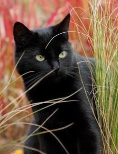 a black cat is sitting in the grass and looking at something with bright green eyes