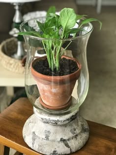 a potted plant sitting inside of a glass vase on top of a wooden table