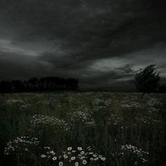 a field full of wildflowers under a dark sky