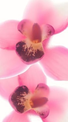 two pink orchids are shown in close up