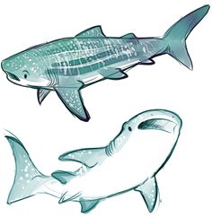 two different types of sharks are shown in this drawing technique, one is blue and the other is white