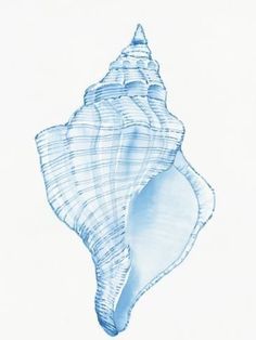 a drawing of a sea shell on a white background