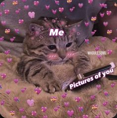 a cat laying on top of a bed next to a bottle with the words me pictures of you